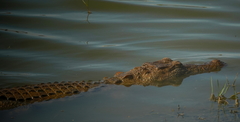 Crocodylus palustris