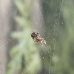 Parasteatoda lunata