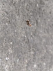 Parasteatoda lunata