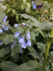 Symphytum caucasicum