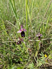 Ophrys bertolonii bertolonii