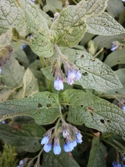 Symphytum caucasicum