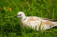 Streptopelia roseogrisea