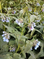 Symphytum caucasicum