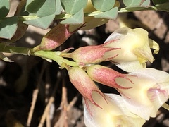 Astragalus oophorus