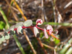 Euphorbia ogdenii