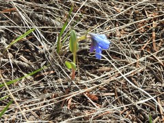 Mertensia longiflora