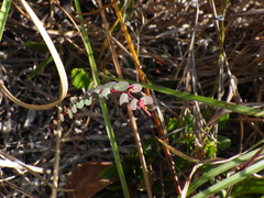 Euphorbia ogdenii