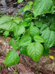 Erythrina poeppigiana image