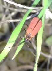 Dictyoptera
