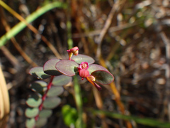 Euphorbia ogdenii