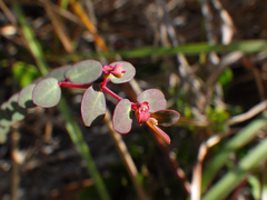 Euphorbia ogdenii
