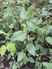 Stachys chamissonis cooleyae