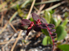 Euphorbia ogdenii