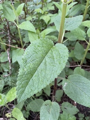 Stachys chamissonis cooleyae