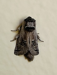 Parahypopta caestrum