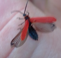 Dictyoptera