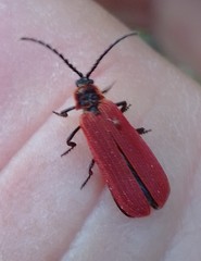 Dictyoptera