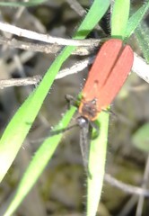 Dictyoptera