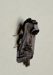Parahypopta caestrum