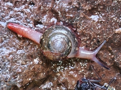 Apothapsia thomensis