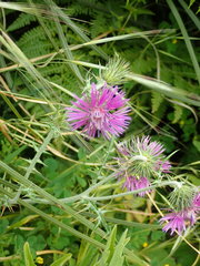 Galactites tomentosus