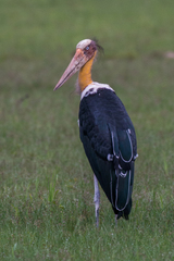 Leptoptilos javanicus