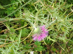 Galactites tomentosus