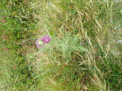 Galactites tomentosus