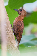 Micropternus brachyurus