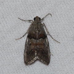 Pococera robustella