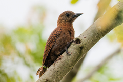 Micropternus brachyurus