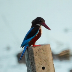 Halcyon smyrnensis fusca
