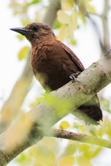 Micropternus brachyurus