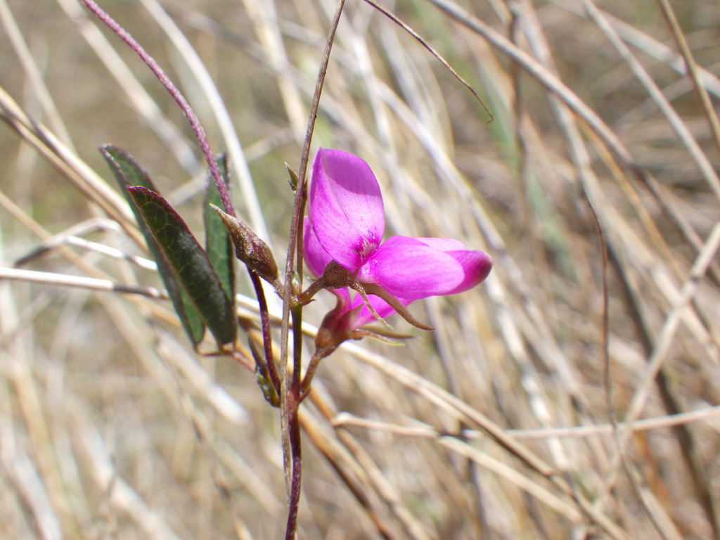 South Florida Milkpea