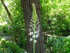 Eremurus robustus