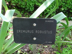 Eremurus robustus