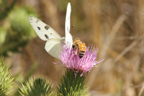 iNaturalist observation photo of Checkered White
