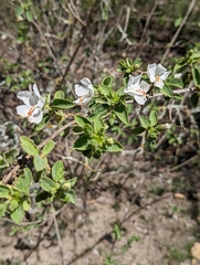 Hibiscus flavifolius