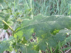 Berkheya erysithales