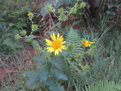Berkheya erysithales
