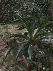 Dracaena aletriformis