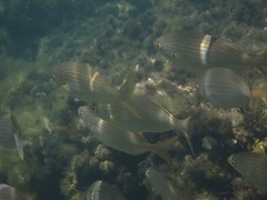 Sarpa salpa