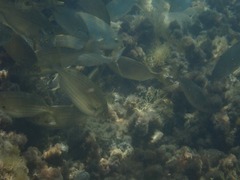 Sarpa salpa