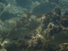 Sarpa salpa