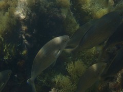 Sarpa salpa