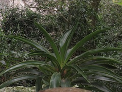 Dracaena aletriformis