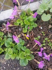 Primula × pruhonicensis