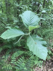 Karpatiosorbus latifolia