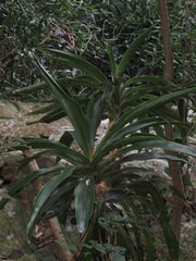 Dracaena aletriformis